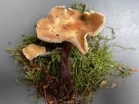 Rotstieliger Rübling, Foto 31
