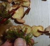 Rotstieliger Rübling, Foto 7