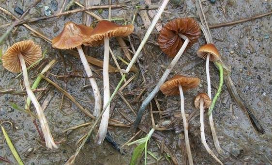 Blaufuß-Samthäubchen, Foto 2