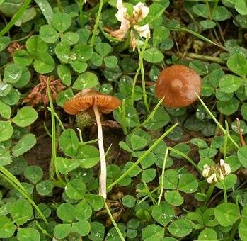 Blaufuß-Samthäubchen, Foto 3