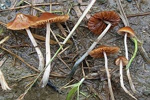 Blaufuß-Samthäubchen, Foto 1