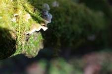 Rundsporiger Resupinatstacheling, Foto 13