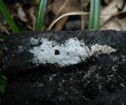 Rundsporiger Stachelsporling, Foto 5