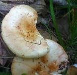 Rundsporiger Täubling, Foto 8