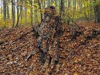 Runzelhütiger Zähling, Foto 18