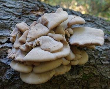 Runzelhütiger Zähling, Foto 4
