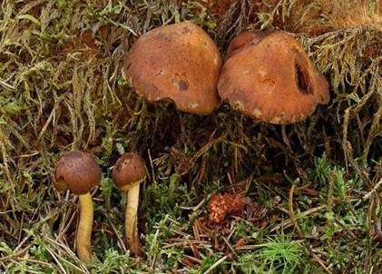 Runzeliger Faserling, Foto 3