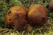 Runzeliger Faserling, Foto 12