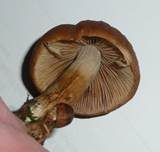 Runzeliger Faserling, Foto 14