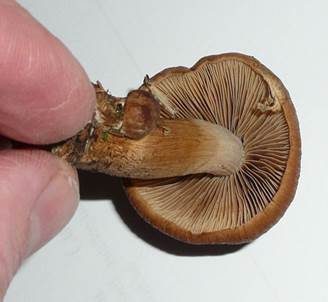 Runzeliger Faserling, Foto 4