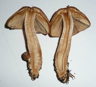 Runzeliger Faserling, Foto 5