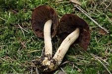 Runzeliger Faserling, Foto 7