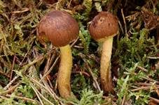 Runzeliger Faserling, Foto 11