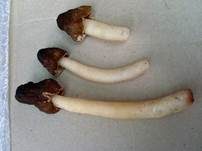 Runzelige Fingerhutverpel, Foto 13