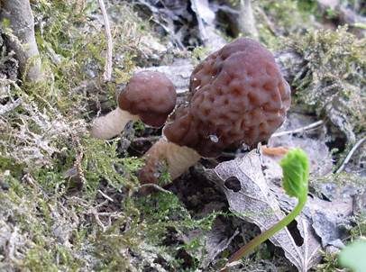 Runzelige Fingerhutverpel, Foto 4