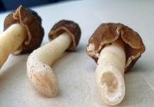 Runzelige Fingerhutverpel, Foto 8