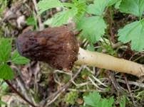 Runzelige Fingerhutverpel, Foto 11