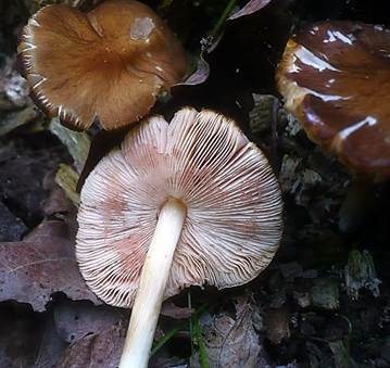 Runzeliger Dachpilz, Foto 2