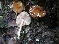 Runzeliger Dachpilz, Foto 10