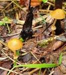 Runzeliger Glockenschüppling, Foto 11