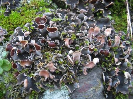 Blaugraue Schildflechte, Foto 3