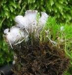 Blaugraue Schildflechte, Foto 12