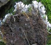 Blaugraue Schildflechte, Foto 14