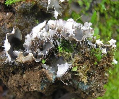 Blaugraue Schildflechte, Foto 4