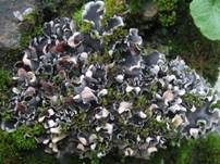 Blaugraue Schildflechte, Foto 7