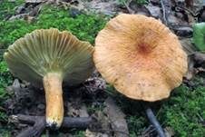 Runzeliggezonter Milchling, Foto 8