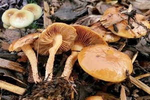 Runzelschüppling, Foto 1