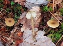 Rußnabeling, Foto 5