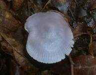 Blaugrauer Rettichhelmling, Foto 11