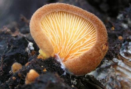 Safranblättriges Krüppelfüßchen, Foto 2