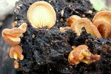 Safranblättriges Krüppelfüßchen, Foto 7