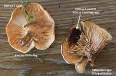 Safranblättriges Krüppelfüßchen, Foto 8