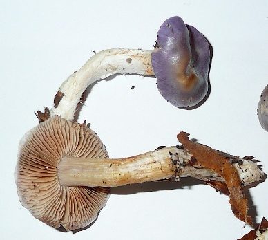 Safranblauer Schleimfuß, Foto 2