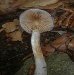 Safranblauer Schleimfuß, Foto 8