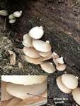 Abgeflachtes Stummelfüßchen, Foto 13