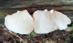 Abgeflachtes Stummelfüßchen, Foto 21