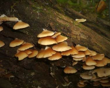 Abgeflachtes Stummelfüßchen, Foto 4