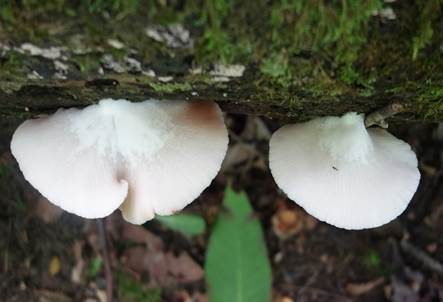 Abgeflachtes Stummelfüßchen, Foto 5