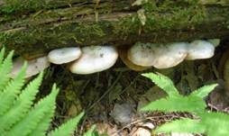 Abgeflachtes Stummelfüßchen, Foto 8