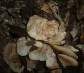Abgeflachtes Stummelfüßchen, Foto 10