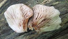 Abgeflachtes Stummelfüßchen, Foto 11