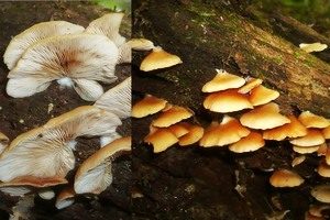 Abgeflachtes Stummelfüßchen, Foto 1