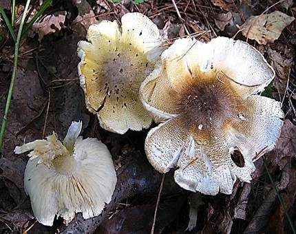 Sägeblättriger Ritterling, Foto 2