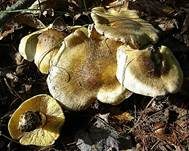 Sägeblättriger Ritterling, Foto 5