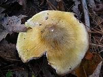 Sägeblättriger Ritterling, Foto 6