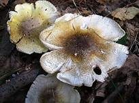 Sägeblättriger Ritterling, Foto 8